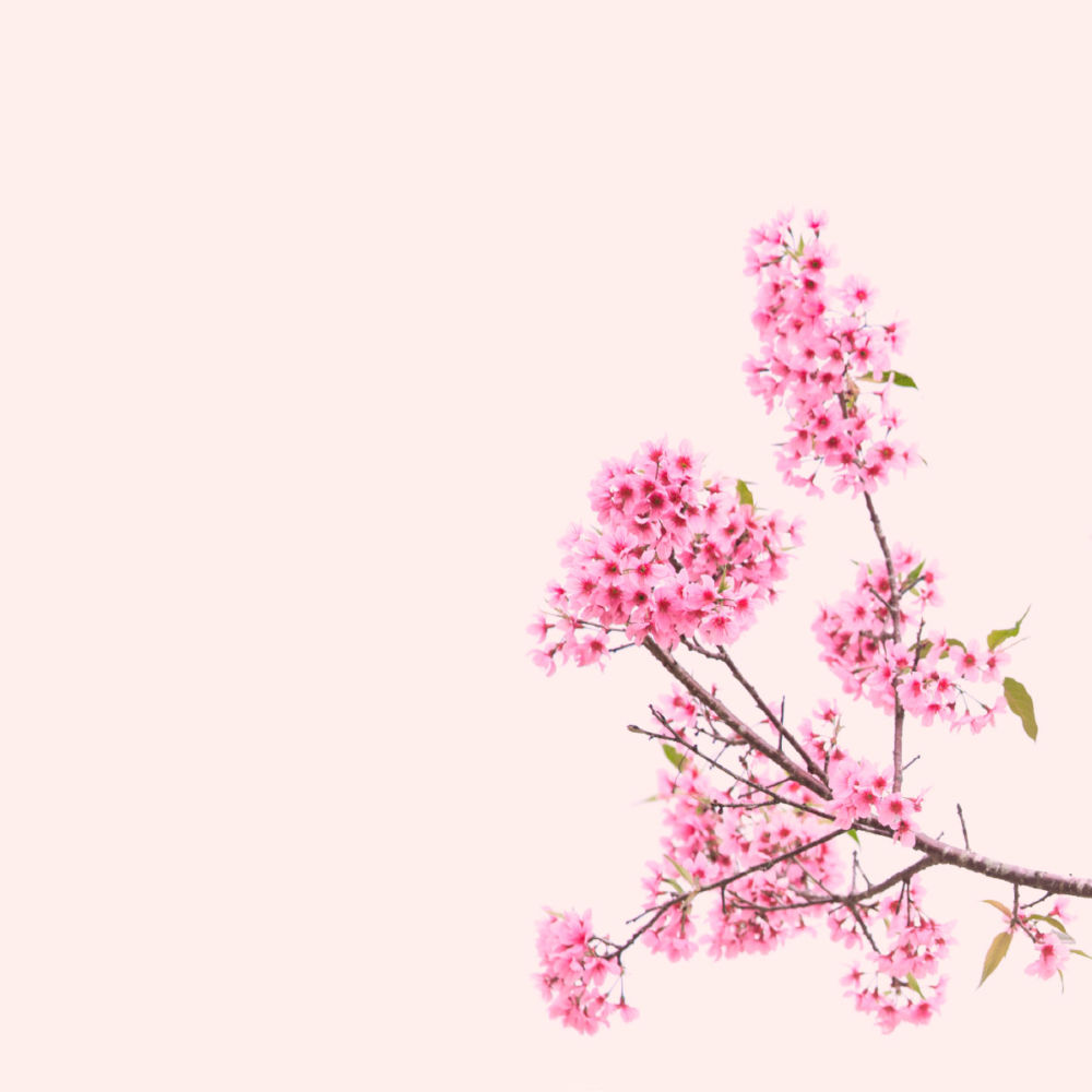 Hanami ett tecken för nystart och att ingenting varar för evigt