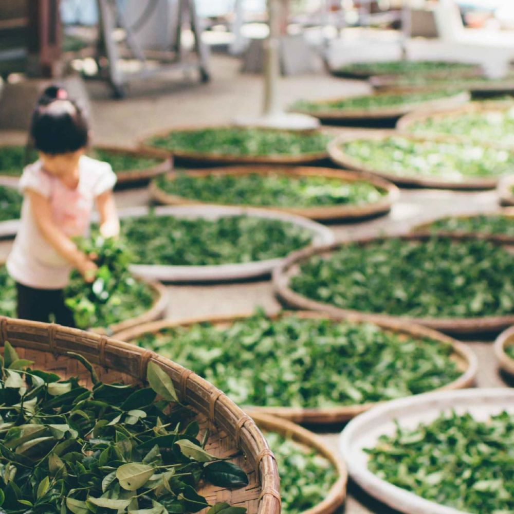 Grönt te hälsodrycken framför andra