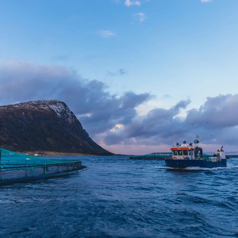 SalmonNorwayMowi07-medium