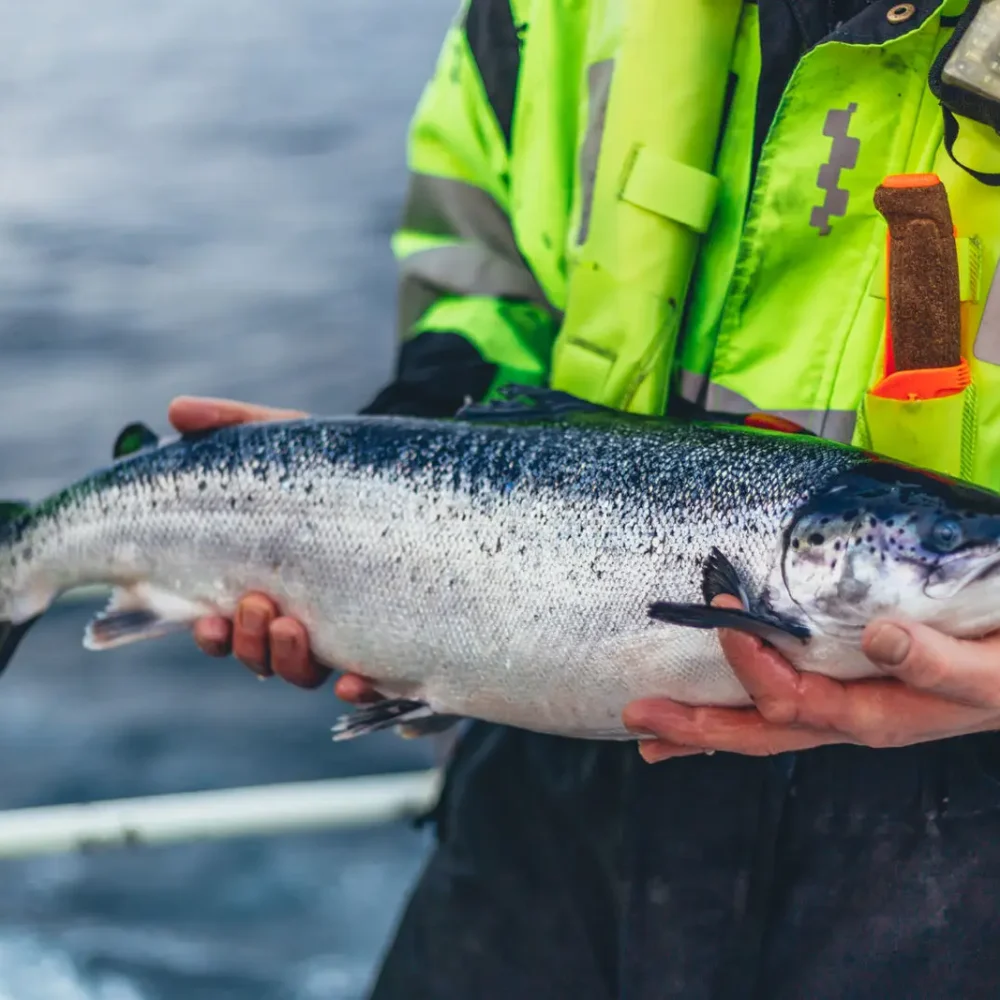 SalmonNorwayMowi15-medium