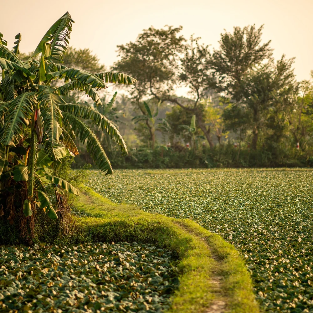 sushi-yama-hallbarhet-banner-bild