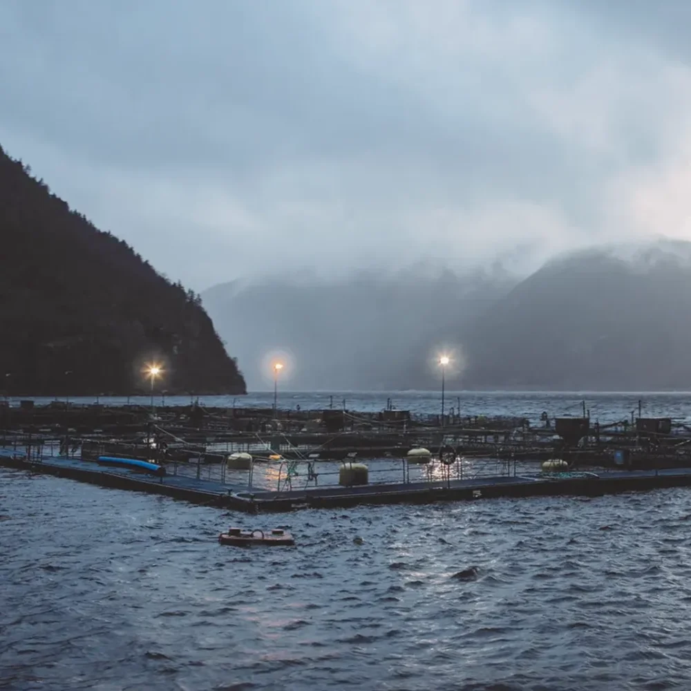 sterling halibut odling i norge