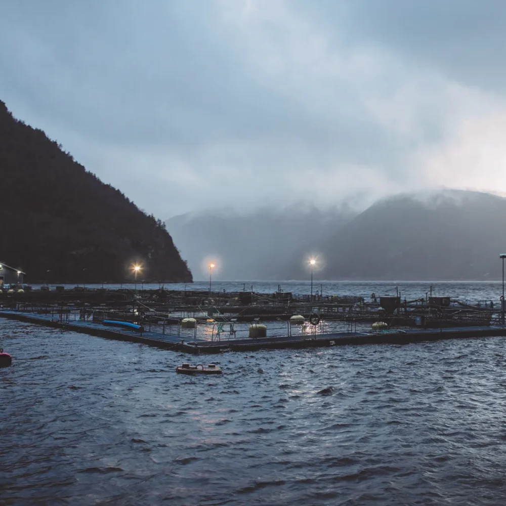 fiskodling-sterling-halibut-yama-half