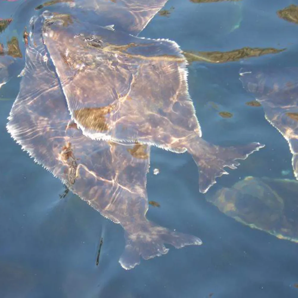 hälleflundra i vatten