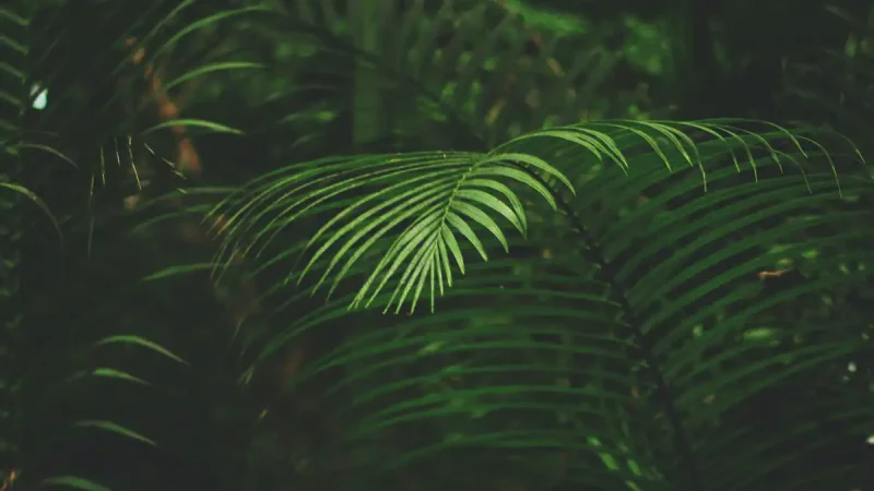 banner-klimato-2-1200x675 (1)